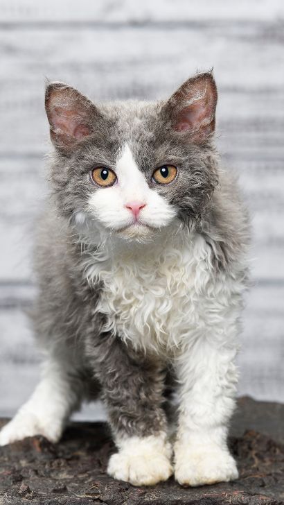 Selkirk Rex Cat: A Comprehensive Guide on this Majestic Cat Breed - Tips, Training Techniques, and Essential Advice for New Owners Cats Types, Selkirk Rex Cat, Curly Haired Cat, Selkirk Rex Kittens, Drawing Types, Types Of Cats Breeds, Cat Breeds List, Curly Cat, Different Types Of Cats