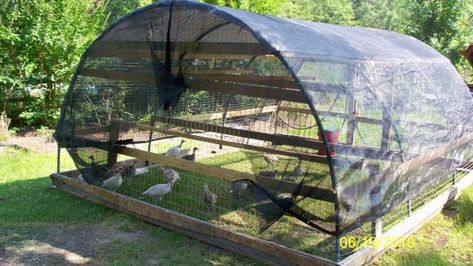 Turkey tractors | BackYard Chickens Duck Tractor, Turkey Tractor, Turkey Pen, Raising Turkeys, Livestock Shelter, Turkey Farm, Homesteading Animals, Chicken Tractors, Half Chicken