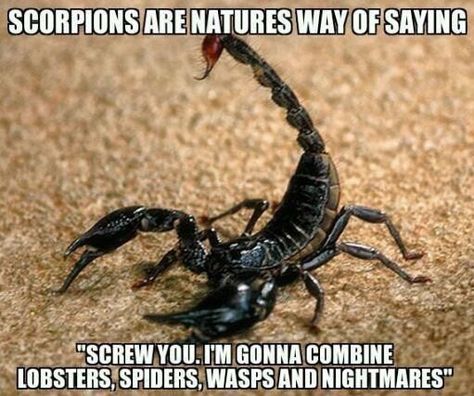 The Scorpions, Internet Memes, Spiders, Bones Funny, Scorpion, That Way, I Laughed, Funny Animals, Fun Facts