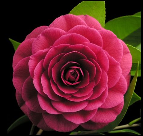 Camellia Companion Plants, Red Camellia Flower, Camellia Pink, Camellia Sinensis Plant, Pink Perfection Camellia, Săpunuri Handmade, Camellia Flower, Beautiful Flowers Wallpapers, Flowers Nature