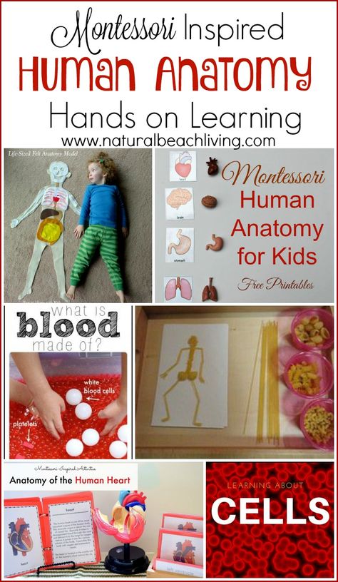 THE BEST HANDS ON LEARNING HUMAN ANATOMY ACTIVITIES, SENSORY PLAY,  FREE PRINTABLES, MONTESSORI, and so much more. Perfect for a Unit Study & Biology Lessons Anatomy Activities, Human Body Unit Study, Body Preschool, Human Body Activities, Montessori Science, Human Body Unit, Study Biology, Kid Science, Biology Lessons