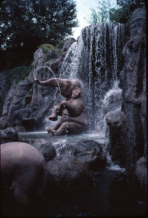 Elephant Fountain, Elephant Sleeve, Elephant Art Drawing, Elephant Aesthetic, Elephants Wallpaper, Magic Kingdom Orlando, Elephant Photo, Wild Water, Elephant Park