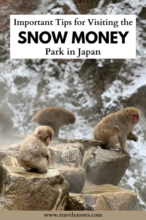 Jigokudani Monkey Park is home to the only troop of monkeys in the world known to bathe naturally in hot springs. In this article you will find some tips to prepare your visit, such as information about the park, transport, what to wear, suitcase storage, etc. Kyoto Monkey Park, Japan Monkey, Japan Monkey Hot Springs, Jigokudani Monkey Park, Japan Tourist Spots, Yoyogi Park Tokyo Japan, Japan Tourist Attractions, Snow Monkey, Suitcase Storage