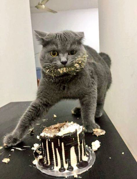 Cursed Cats, Fails, You Must, The Internet, Internet, Media, Cake, On Instagram, Instagram