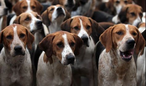 Fox Hounds, Hunting Wallpaper, Fox Hound, Hound Breeds, Hound Dogs, The Fox And The Hound, Hound Dog, Hunting Dogs, Pictures To Paint