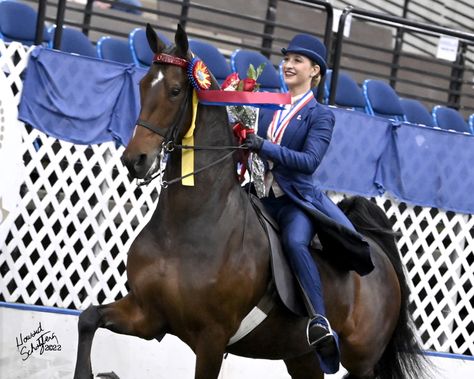 2022 USEF saddle seat medal final national champions Saddleseat Equitation, Show Makeup, American Saddlebred, Saddle Seat, Blue Ribbon, Ponies, Makeup Inspo, Dream Life, Equestrian