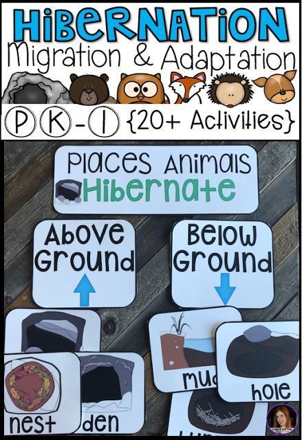 Hibernation, Migration and Adaptation Literacy Activities (PK-1) Hibernation Preschool Theme, Hibernation Preschool Crafts, Hibernation Preschool Activities, Adaptations Science, Adaptations Activities, Hibernation Preschool, Hibernation Activities, Centers For Preschool, Animals That Hibernate