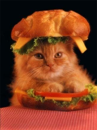 However, this is not funny.  Trying to get the dog to eat a cat burger. Ha ha human.  Watch where your toes are tonight. Kittens In Costumes, Cat Hat, Funny Cat Pictures, Cat Costumes, Sweet Animals, Cats Meow, Crazy Cat Lady, Crazy Cats, Cat Pics