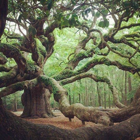 This is Angel Oak outside Charleston SC. The oldest tree east of the Mississippi River Angel Oak Trees, Angel Oak, Matka Natura, Live Oak Trees, Belle Nature, Old Tree, Old Trees, Ancient Tree, Unique Trees