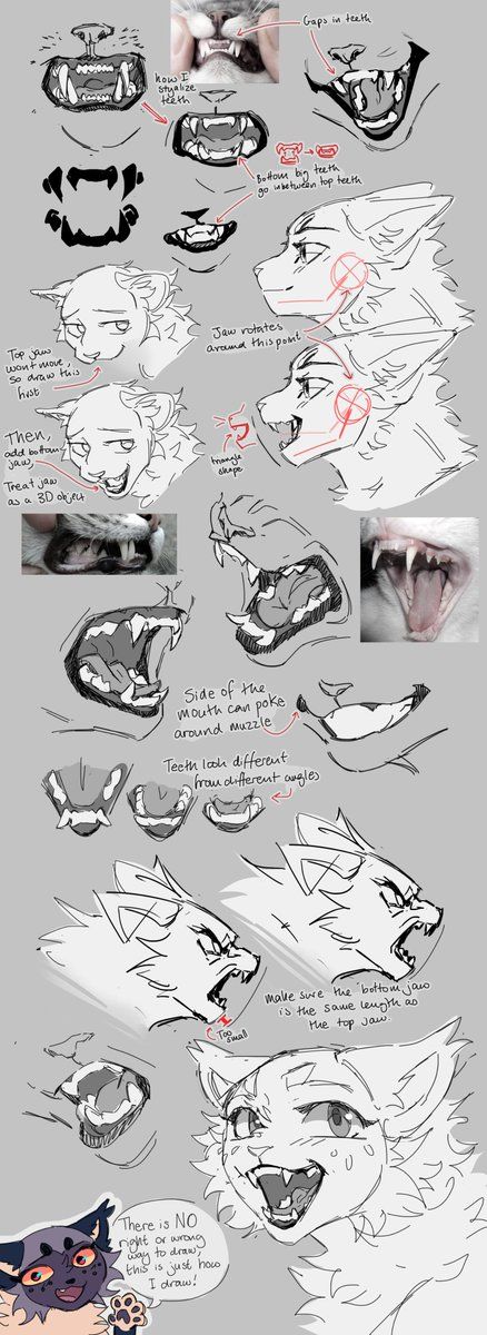 Cat Muzzle Drawings, Cat Face Anatomy Drawing, How To Draw Cat Muzzles, How To Draw Cat Teeth, Cat Muzzle Tutorial, Cat Teeth Reference, Warrior Cats Face Expressions, Animal Mouth Reference, Wolf Snout Drawing Reference