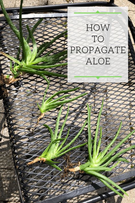 Succulents Propagating, Propagate Aloe, Propagate Aloe Vera, Aloe Plant Care, Aloe Vera Plant Indoor, Soil Recipe, Aloe Plants, Plant Care Houseplant, Propagating Succulents