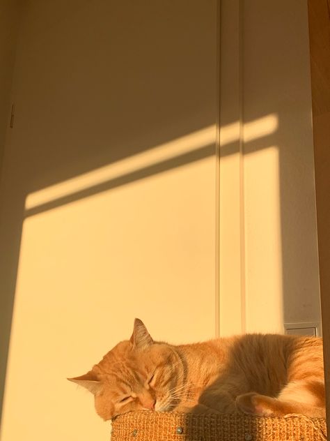 Orange And White Cat Aesthetic, Cat Orange Aesthetic, Cat Listening To Music Aesthetic, White Cat Aesthetic Wallpaper, Red Cat Aesthetic, Warm Yellow Aesthetic, Light Orange Aesthetic, Ipad Wallpaper Aesthetic Horizontal Hd, Orange Cat Aesthetic