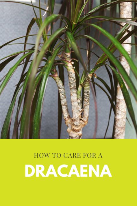 Dracaena Plant Care Houseplant, Dracena Plant Types, Dracaena Plant Types, Dracena Plant Care, Types Of Palm Plants, Palm Plant Indoor, Dracaena Care, Dracaena Plant Care, Dracena Plant