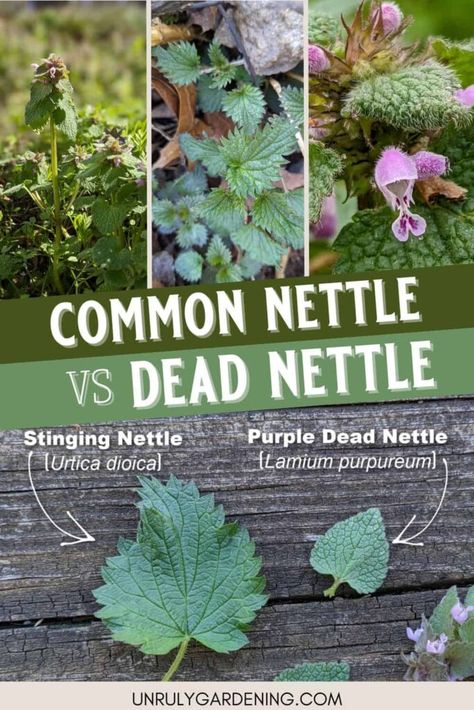 Here's how to tell the difference between common nettle and purple dead nettle! Dead Nettle Recipes, Nettle Fertilizer, Spice Apothecary, Purple Dead Nettle, Woods Craft, Nettle Plant, Nettle Recipes, Crunchy Stuff, Hearth Witch