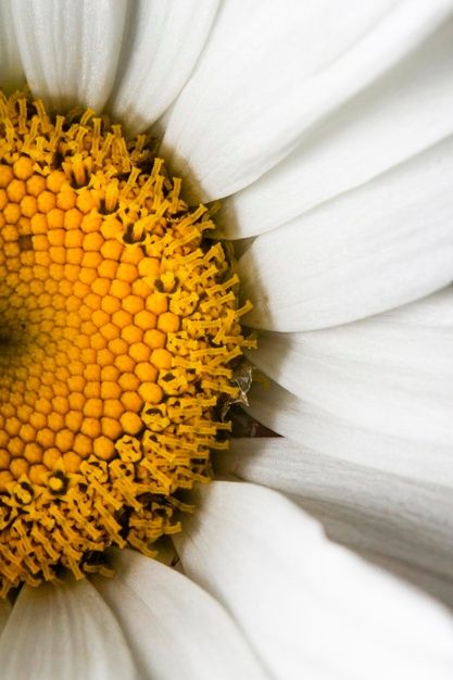 Close-up of daisy petals Free Photo Natural Forms Gcse, Close Up Art, Natural Form Art, Daisy Petals, Flower Close Up, Theme Nature, Macro Flower, Nature Spring, Photography Themes