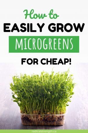 Microgreens Benefits, Vege Meals, Sprouts Benefits, Microgreens Garden, Microgreens Recipe, Grow Microgreens, Homeschool Nature, Gardening Products, Growing Sprouts