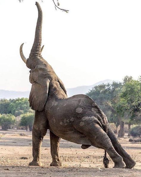 An elephant stretching Regnul Animal, Wild Photography, Endangered Animals, Majestic Animals, Elephant Art, African Wildlife, African Elephant, African Animals, African Safari