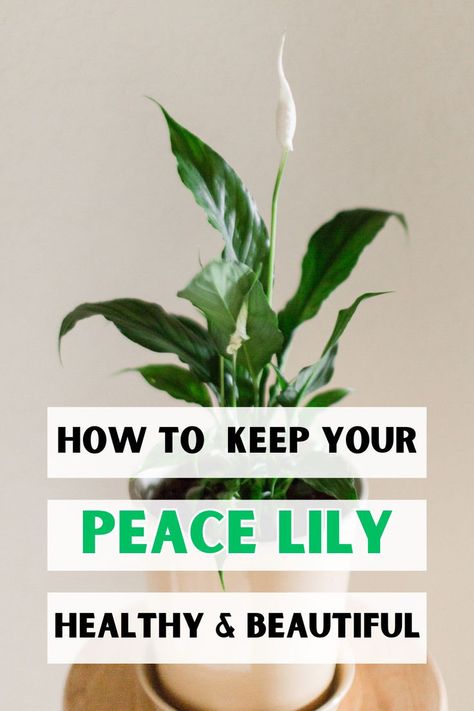 Beginner houseplant care, Indoor gardening tips, Peace lily care, Plant 
care for beginners, Easy houseplants, Low maintenance plants, Houseplant 
care guide, Growing indoor plants, Beginner gardening tips, Indoor plant 
care, LSI keywords: Spathiphyllum care, Air-purifying plants, Low light 
houseplants, Houseplant care tips, Indoor plant care guide. Creative Display Ideas, Peace Lily Indoor, Peace Lily Plant Care, Keep Your Peace, Peace Lily Flower, Lilly Plants, Peace Lily Care, Peace Plant, Lily Plant Care