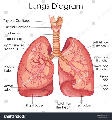 Medical Education Chart of Biology for Lungs Diagram. Vector illustration #Ad , #sponsored, #Chart#Biology#Medical#Education Lungs Diagram, Education Chart, Respiratory System Anatomy, Suture Kit, Lung Anatomy, Respiratory Therapy, Medical School Studying, Human Anatomy And Physiology, Biology Notes