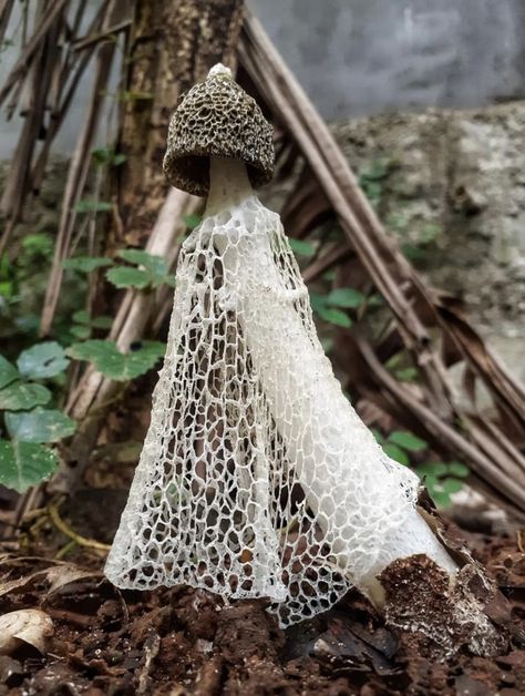 Bridal veil stinkhorn mushroom. Photo credit: Si’Doel Doel. Bridal Veil Mushroom, Mushroom Fungi Art, Mushroom In The Forest, Penny Bun Mushroom, Mycelium Dress, Veiled Mushroom, Bioluminescence Mushroom, Cave Mushrooms, Mushroom Moodboard