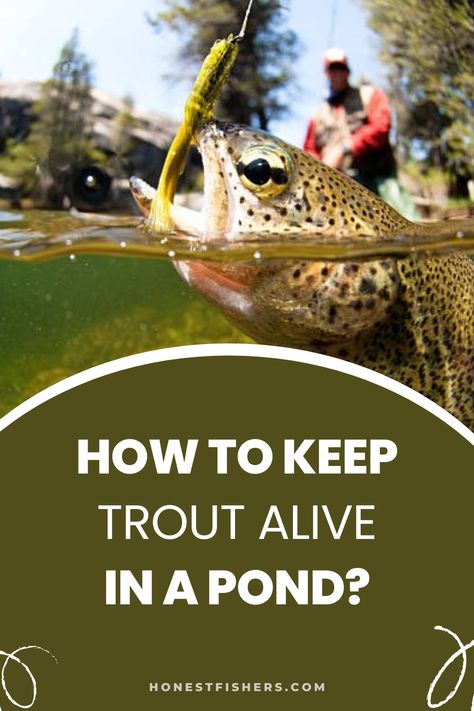 How To Keep Trout Alive In A Pond Trout Pond, Fishing Trout, Salmon Farming, Pond Ideas, Fly Fishing Gear, Ponds Backyard, A Pond, Fishing Equipment, Fishing Gear