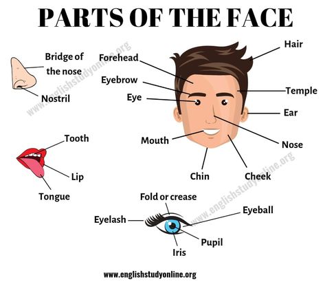 Parts of the Face: List of Useful Face Parts Vocabulary in English - English Study Online English Vocabulary List, Vocabulary In English, Face Parts, Learning English For Kids, English Vocab, English Language Teaching, English Tips, Learn English Vocabulary, English Language Learning