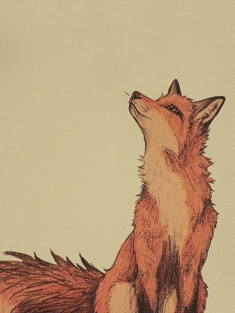 Fox art. Red Fox, Fox, Red