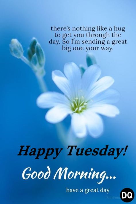 Happy Tuesday images quotes good morning quotes Happy Tuesday Morning Quotes, Good Tuesday Morning Funny, Good Tuesday Morning Inspiration, Good Morning Happy Tuesday Blessings, Tuesday Greetings Good Morning, Happy Tuesday Morning Blessings, Good Tuesday Morning Quotes, Good Morning Tuesday Inspiration, Tuesday Good Morning Wishes