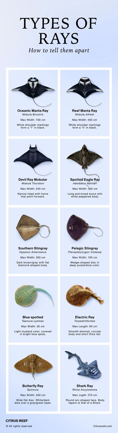 Different Types Of Stingrays, Types Of Sting Rays, Cool Marine Animals, Mantaray Art, Stingray Facts, Stingray Species, Shark Types, Mobula Ray, Spotted Ray