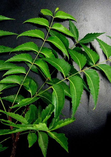 Neem Plant Photo, Neem Leaves Benefits, Neem Tree Images, Neem Leaf Benefits, Spray For Hair Growth, Sweet Potato Pie Recipe Easy, Neem Plant, Neem Leaves, Herbal Leaves