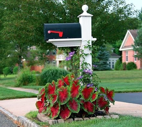 Flower bed around mailbox with Caladiums #flowerbed #mailbox #garden #curbappeal #flowers #decorhomeideas Mailbox Flowers, Madam Butterfly, Mailbox Garden, Mailbox Makeover, Mailbox Landscaping, Front Landscape, Flower Bed Designs, Mailbox Decor, Yard Landscape