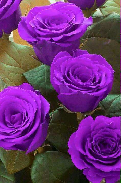 ♡ Hybrid Tea Rose, Rose Belle, Belle Rose, Hybrid Tea Roses, Purple Love, All Things Purple, Beautiful Rose Flowers, Tea Roses, Exotic Flowers