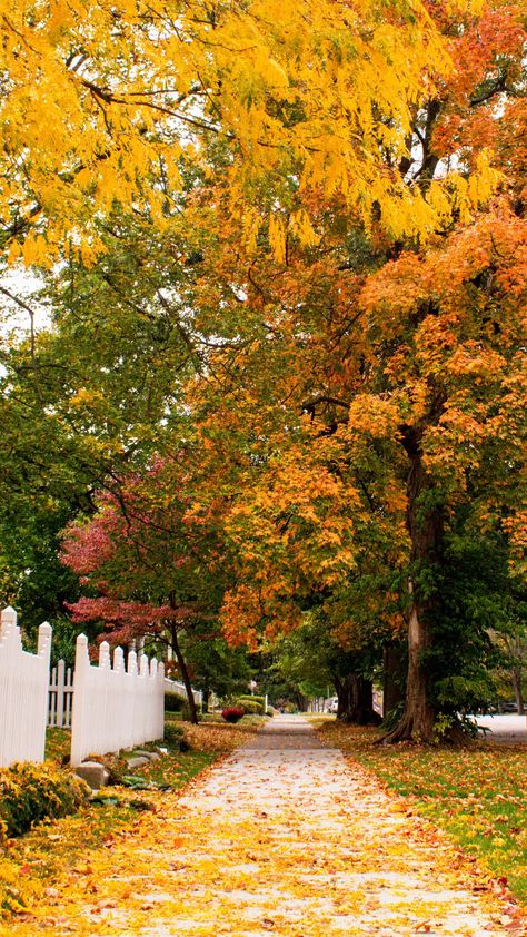 Fall picture in Kentucky Fall In Kentucky Photography, Romanticizing Autumn, Season Pictures, October Aesthetic, Hey Pumpkin, Crunchy Leaves, Fall Lovers, Halloween Traditions, Beautiful Landscape Photography