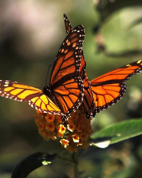 Monarch Butterflies Photography, Painting Clipart, Butterfly Watercolor Painting, Beautiful Butterfly Photography, Flying Flowers, Painting Canvases, Orange Butterfly, Butterfly Pictures, Butterfly Watercolor