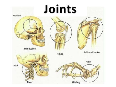 Joints.> Neck Movement, Types Of Joints, Gcse Pe, Joints Anatomy, Types Of Bones, Old Tee Shirts, Synovial Fluid, Ligaments And Tendons, Surgical Tech