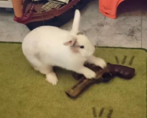 Cursed Rabbit Images, Rabbit Meme, Me In School, Bunny Meme, The Gunslinger, Pictures Of Things, Silly Rabbit, Cute Bunny Pictures