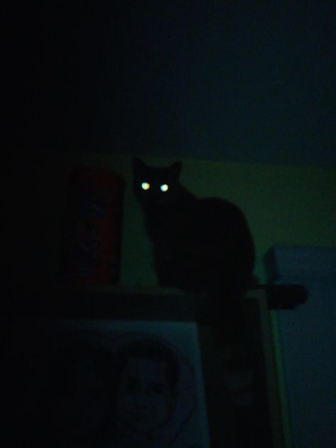 Black Cat Aesthetic Witch, Black Cat At Night, Cat On Black Background, Cats At Night, Demonic Cat, Cat At Night, Cat In The Dark, Scary Black Cat, Dark Core