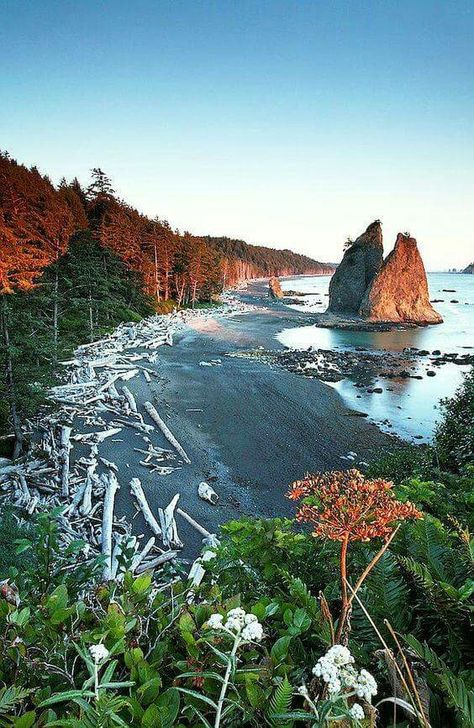 California USA Rialto Beach, Olympic National Park Washington, Washington Travel, Olympic National Park, Camping Equipment, To Infinity And Beyond, Rock Formations, Jeju, Washington State