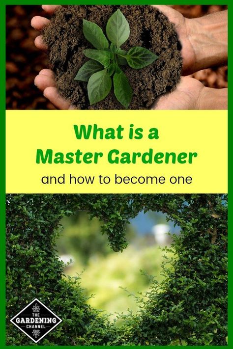 Learn what a Master Gardener is and how to go about becoming one to volunteer in your community.  #gardening #vegetablegarden retirement learning Beginner Gardening, Planting Plan, Master Gardener, Wildflower Garden, Home Vegetable Garden, How To Go, Community Gardening, Different Plants, Garden Soil