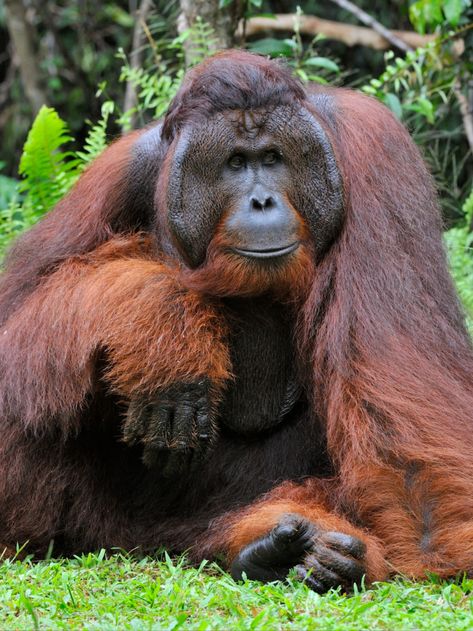 This is the Bornean orangutan (Pongo pygmaeus)! Endemic to Borneo's tropical and subtropical rainforests. The largest tree-dwelling mammal. The gardeners of the forest, they disperse seeds as they travel. Threatened by habitat loss, their forests are burned to build palm oil plantations and other industry. Illegally hunted for bushmeat, they are also killed to mitigate territorial conflicts with human interests; populations are rapidly decreasing. Critically Endangered. Endangered Species Art, Bornean Orangutan, Sumatran Orangutan, Tropical Animals, Great Ape, Big Animals, Endangered Animals, Primates, Flora And Fauna