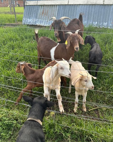 the cutest farm stay 🐐🌾 Farm Aesthetic Country Living, Farm Aesthetic, Aesthetic Country, Farm Stay, Farm Life, Country Living, The Cutest, Farmhouse, Collage