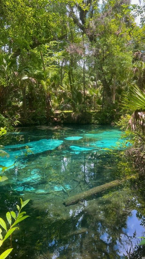 Mangroves Aesthetic, Mangrove Forest Photography, Mangrove Forest Aesthetic, Pond Aesthetic Wallpaper, Mangrove Aesthetic, Lake Wallpaper Aesthetic, Florida Mangroves, Beautiful Scenario, Nature Core