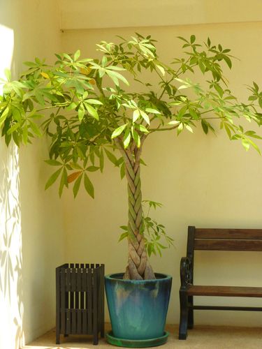 Front Door Plants, Feng Shui Plants, Money Tree Plant, Plant Jungle, Pachira Aquatica, Lucky Bamboo Plants, Indoor Flowering Plants, Lucky Plant, Planting Ideas