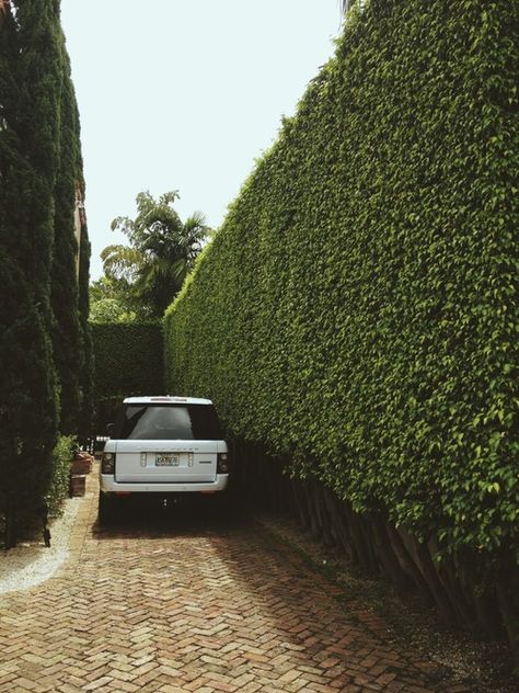 Boxwood Driveway, Hedge Driveway, Driveway Hedge, Boxwood Fence, Brick Wall Garden, Brick Herringbone, Car Driveway, Bricks Design, Privet Hedge