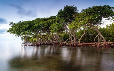 FREE Books Filipe Moura aka Sun Ku Audio Books in 42 Languages translated in 85 #SunKuWriter | http://www.Sun-Ku.com Nature Photo Wallpaper, Beach Kayak, Mangrove Swamp, Mangrove Forest, Forest Illustration, Porto Rico, Tainan, Widescreen Wallpaper, Forest Photography