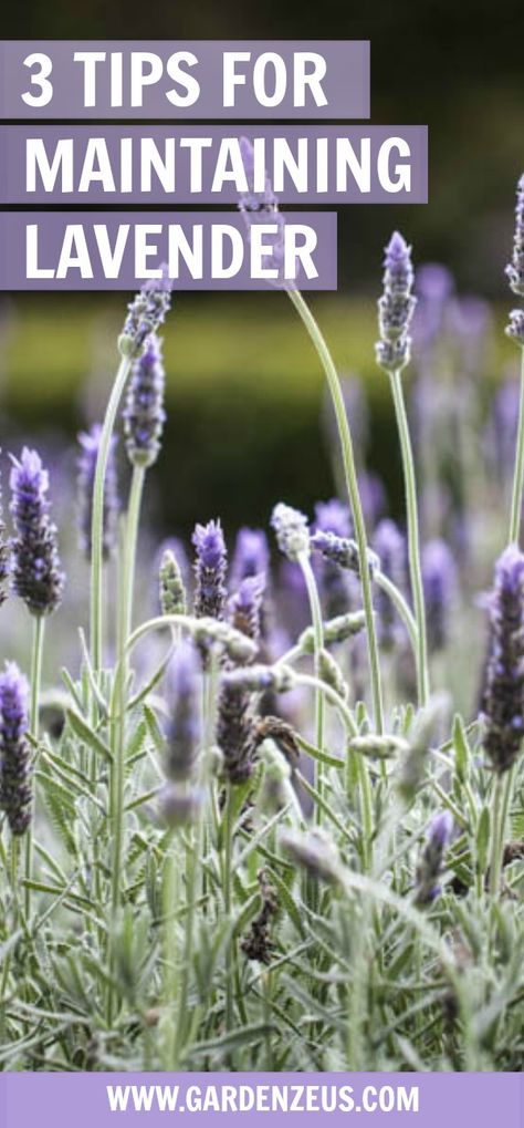 Lavender Plant Care, Lavender Care, Lavender Plants, Growing Lavender, Vertical Farming, Lavender Garden, Bee Garden, Lavender Plant, Lavender Farm