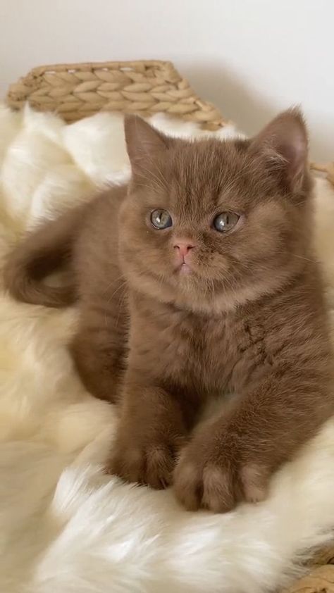 Persian Cat Tattoo, Cats Types, Grey Persian Cat, Drawing Types, Types Of Cats Breeds, Different Types Of Cats, British Shorthair Kittens, Dream's Cat, Söt Katt