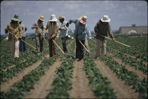 field worker sugarbeets | ... field workers replaced the Japanese. They and their children worked Sugar Beets, Chicano Love, Puerto Rico History, Migrant Worker, Mexico Culture, Filipino Culture, Chicano Art, Mexican Culture, Fort Collins