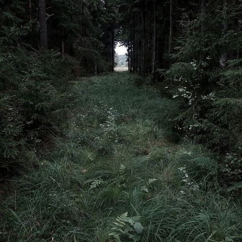 Dark Fairycore, Forest Core, Dark Nature Aesthetic, Misty Forest, Goth Aesthetic, Urban Fantasy, Aesthetic Images, Nature Aesthetic, Abandoned Places