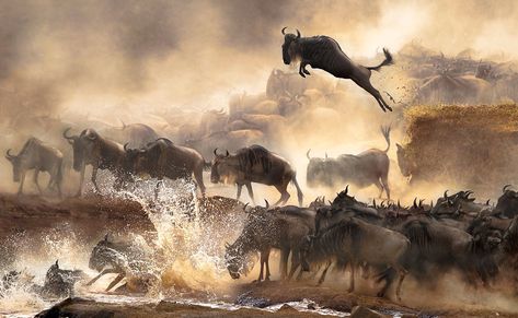 The Winners of National Geographic 2014 Photo Contest — Photography Office National Geographic Photo Contest, Diani Beach, Photography Office, Serengeti National Park, Luxury Safari, Aerial Images, Arusha, Masai Mara, Mombasa